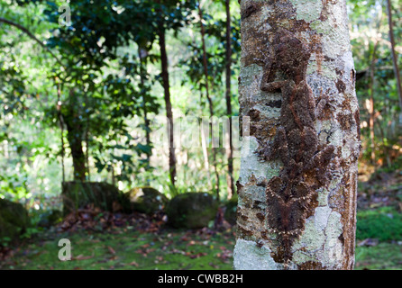 Südliche Leaf-tailed Gecko Saltuarius swaini - auch als Swains Blatt bekannt-tailed Gecko, Barrington Tops NSW, Australien Stockfoto