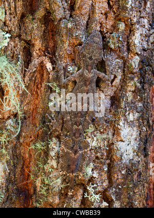 Südliche Leaf-tailed Gecko Saltuarius swaini - auch als Swains Blatt bekannt-tailed Gecko, Barrington Tops NSW, Australien Stockfoto