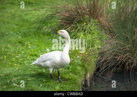 Bewick ´s Schwan (Cygnus Bewickii) bei & Feuchtgebiete Wildfowl Trust, Barnes, London, England, UK Stockfoto