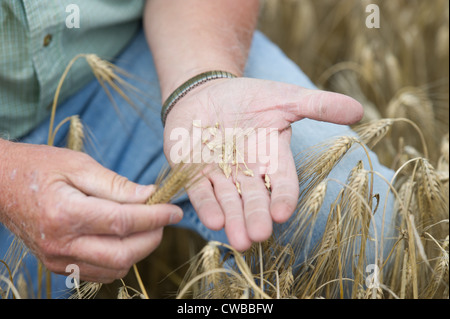 Gerste in Händen des Landwirts Stockfoto