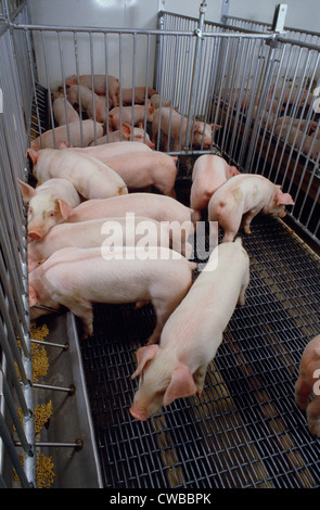 3 WOCHEN ALTES KREUZ RASSE FEEDER SCHWEINE IM NEUEN KINDERGARTEN / PENNSYLVANIA Stockfoto