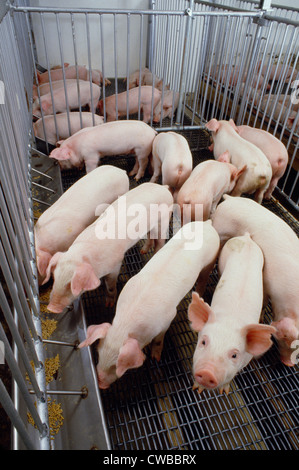 3 WOCHEN ALTES KREUZ RASSE FEEDER SCHWEINE IM NEUEN KINDERGARTEN / PENNSYLVANIA Stockfoto