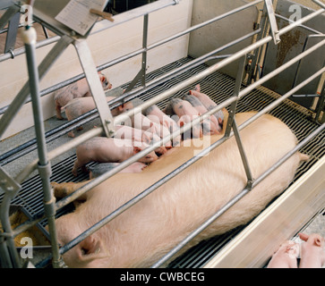 Mit Einstreu in Abferkelbuchten, Haus/Pennsylvania sow Stockfoto