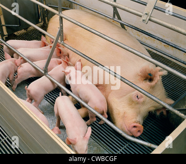 Mit Einstreu in Abferkelbuchten, Haus/Pennsylvania sow Stockfoto