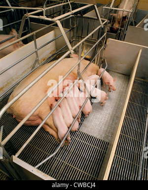 Mit Einstreu in Abferkelbuchten, Haus/Pennsylvania sow Stockfoto