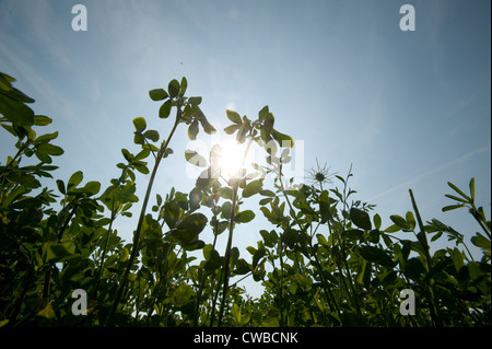 Luzerne Medicago sativa Stockfoto