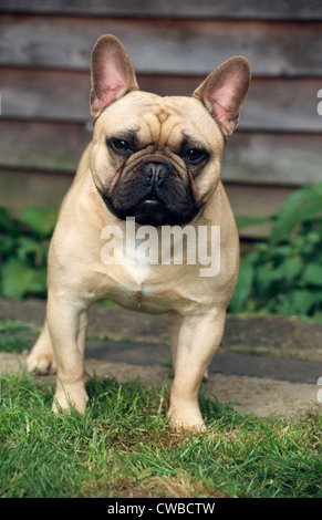 Französische Bulldogge/Irland Stockfoto