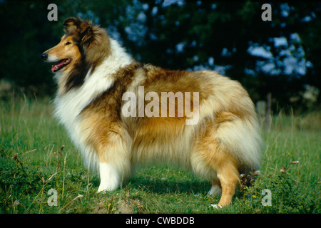 Seitenansicht eines schönen rough Collie stehend im Hof Stockfoto