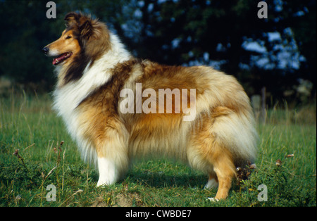 Seitenansicht eines schönen rough Collie stehend im Hof Stockfoto