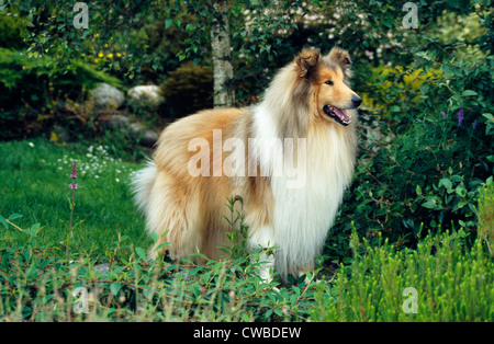 Seitenansicht eines schönen rough Collie stehend im Hof Stockfoto