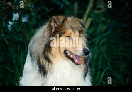 Nahaufnahme der Schönen rough Collie Stockfoto