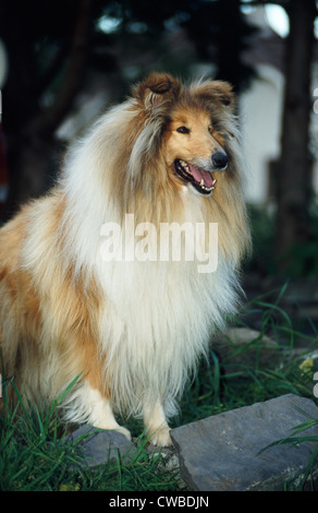 Schöne rough Collie im Hof sitzen Stockfoto