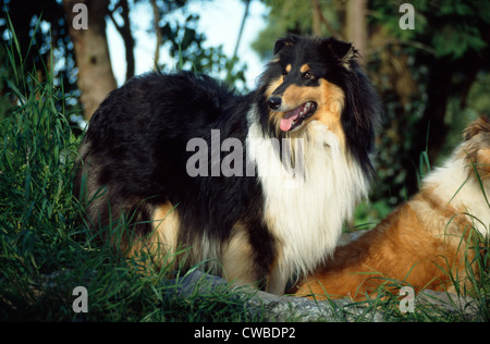 Schöne collie Stehend außerhalb stehend über einen anderen Collie/Irland Stockfoto