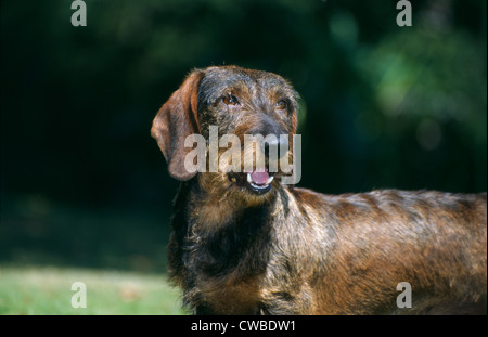 Dackel/Irland Stockfoto