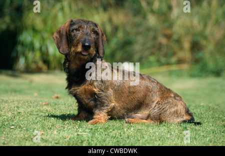 Seitenansicht des Wire-haired Dackel in Yard/Irland sitzen Stockfoto
