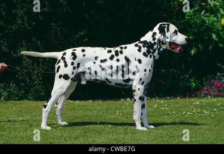 Seitenansicht der erwachsenen Dalmatiner stehend außerhalb/England Stockfoto