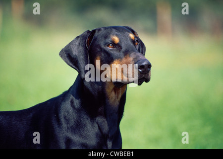 Headshot von Erwachsenen Dobermann/Irland Stockfoto