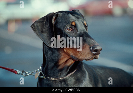 Headshot von Erwachsenen Dobermann/Irland Stockfoto