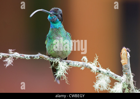 Männliche herrlichen Kolibri (Eugenes Fulgens) thront auf einem Ast in Savegre Mountain Lodge, Costa Rica. Stockfoto