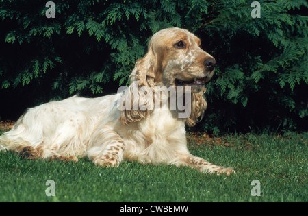 Seitenansicht des English Cocker Spaniel liegend auf Rasen/Irland Stockfoto