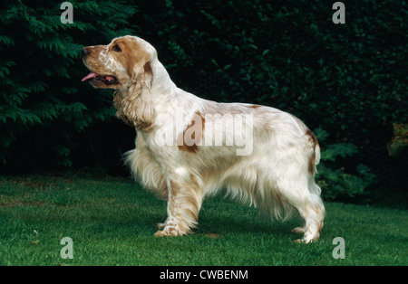 English Cocker Spaniel/Irland Stockfoto