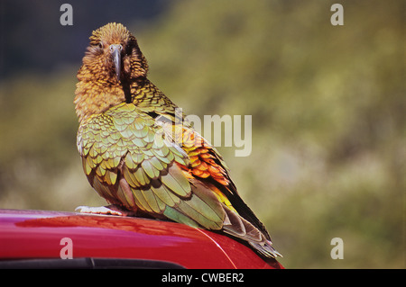 Kea auf einem Autodach genommen nahe dem Eingang zum Pass Homer Tunnel, Südinsel, Neuseeland Stockfoto