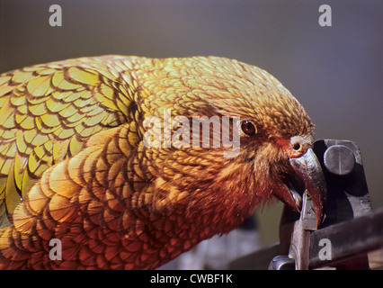 Kea auf einem Autodach genommen nahe dem Eingang zum Pass Homer Tunnel, Südinsel, Neuseeland Stockfoto