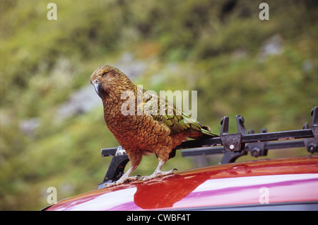 Kea auf einem Autodach genommen nahe dem Eingang zum Pass Homer Tunnel, Südinsel, Neuseeland Stockfoto