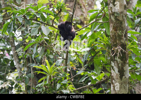 Männliche Jaguaren Brüllaffen (Alouatta Palliata) im Baum neben Sarapiqui Fluss, Puerto Viejo de Sarapiqui, Heredia, Costa Rica Stockfoto