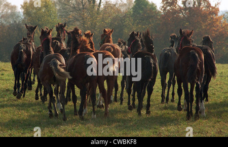 Graditz Pferde galoppieren auf der Weide Stockfoto