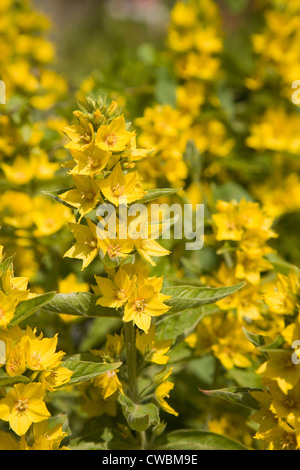 Gelbe Gilbweiderich Lysimachia Trommler blühen im Garten, UK Stockfoto