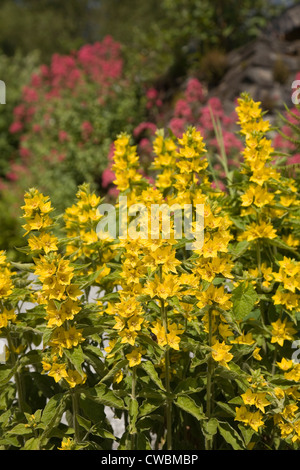 Gelbe Gilbweiderich Lysimachia Trommler blühen im Garten, UK Stockfoto