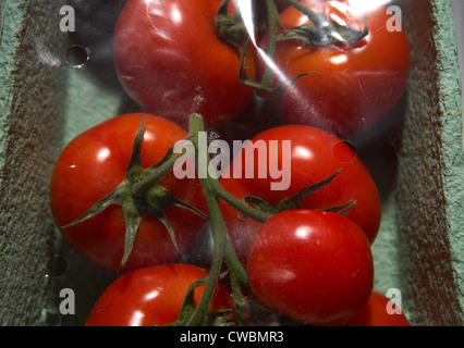 Strauchtomaten, verpackt in einem Karton Teller mit Folie Stockfoto