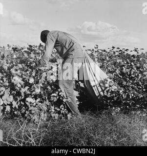 Wandernde Feldarbeiter Baumwollfeldern für 75 Cent pro hundert Pfund in San Joaquin Valley, Kalifornien. In dieser Zeit Baumwolle Stockfoto