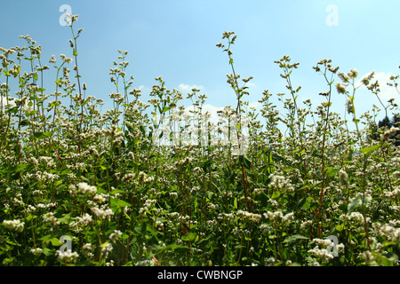 Auf dem Feld Stockfoto