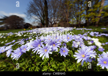 Blaue Anemone, Anemone Apennina, Hampshire, England, UK Stockfoto