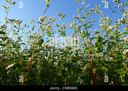 Weiße Felder Stockfoto