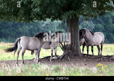 Das Konik-Pferd, eine polnische Pony-Rasse. Halbferale Populationen in einigen Regionen. Stockfoto