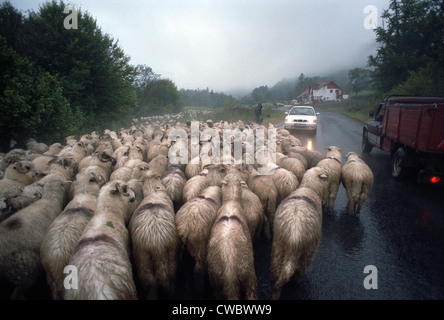 Schafherde auf einer Landstraße in Bradet, Rumänien Stockfoto