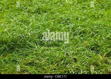 Rasen lange nasse Gras nach dem Regen Stockfoto
