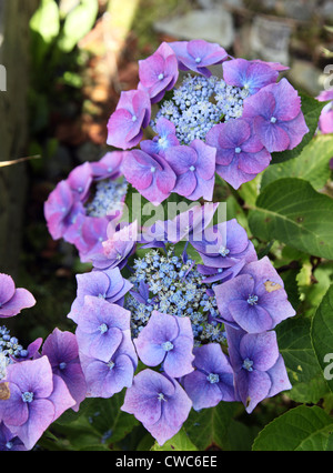 Blaue Lacecap Hortensie in alkalischen Böden wächst und so drehen rosa Stockfoto