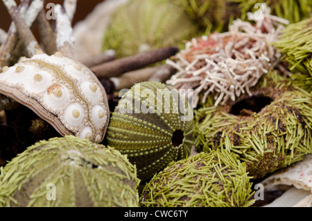 Ecuador, Galapagos, Floreana, Punta Cormoran. Gruppe von Muscheln, darunter grüne Seeigel. Stockfoto