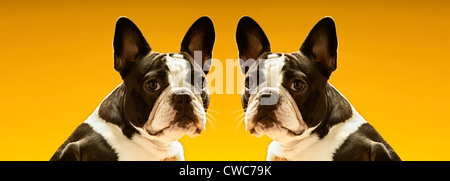 Porträt von symmetrischen Französisch Bulldogs auf gelbem Hintergrund Stockfoto