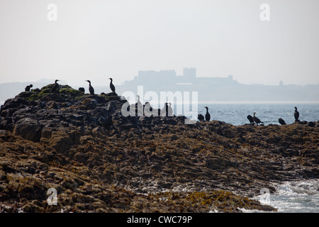 Kormorane auf einem Farne Insel Felsvorsprung mit Bamburgh Castle in der Ferne Northumberland, England, Großbritannien Stockfoto