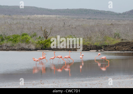 Ecuador, Galapagos, Floreana, Punta Cormoran. Flamingo-Lagune, Rosaflamingos (Phoenicopterus Ruber). Stockfoto