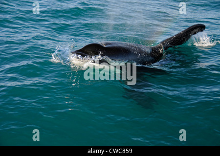 Ein Orca oder Killerwal wurde am frühen Morgen in der Nähe von Kaikoura an der Ostküste von South Island in Neuseeland gesichtet. Orcas gedeihen in jedem Ozean Stockfoto