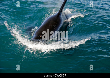 Ein Orca oder Killerwal wurde am frühen Morgen in der Nähe von Kaikoura an der Ostküste von South Island in Neuseeland gesichtet. Orcas gedeihen in jedem Ozean Stockfoto