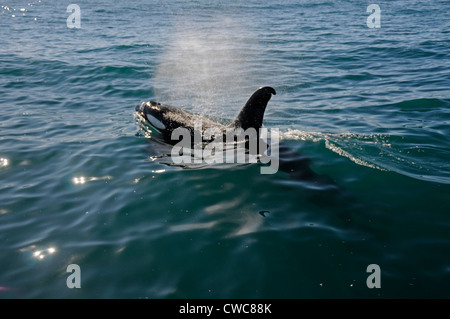 Ein Orca oder Killerwal wurde am frühen Morgen in der Nähe von Kaikoura an der Ostküste von South Island in Neuseeland gesichtet. Orcas gedeihen in jedem Ozean Stockfoto