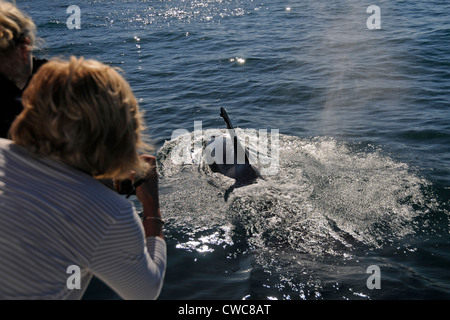 Tourist auf einem Sightseeing-Boot beobachten einen Orca oder Killerwal am frühen Morgen in der Nähe von Kaikoura an der Ostküste von South Island in Neuseeland. Stockfoto