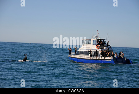 Ein Orca- oder Killerwal wird in der Nähe eines Touristenbootes in der Nähe von Kaikoura an der Ostküste von South Island in Neuseeland gesichtet. Stockfoto